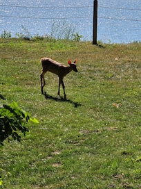 We had a couple of visitors during our trip! Two deer came up from a small wooded area.
