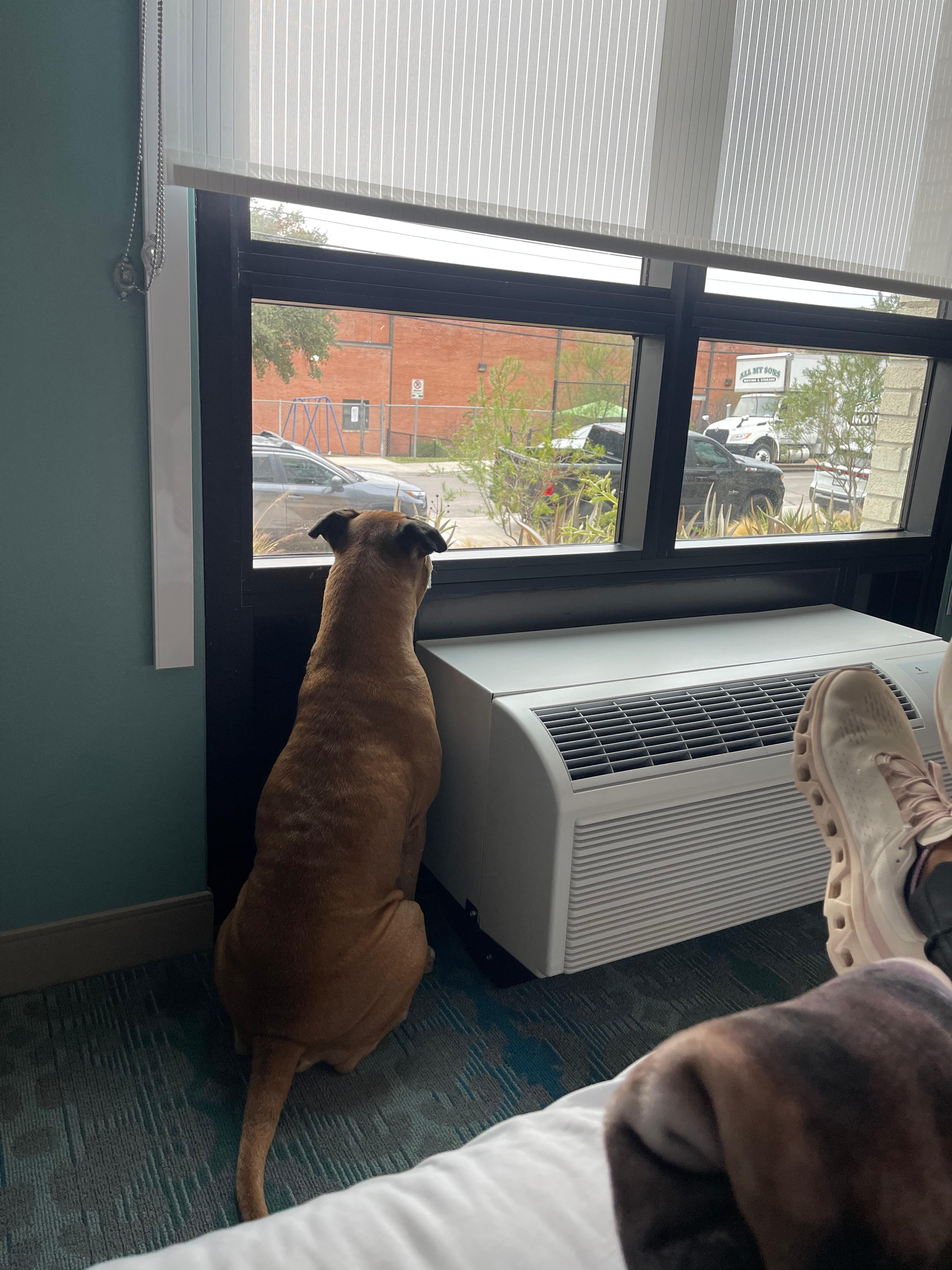 My Bruno enjoying the view of the birds and people walking by. 