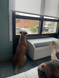 My Bruno enjoying the view of the birds and people walking by.