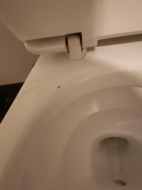 Fruit fly on the toilet