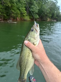Deep drop bass in ~30’ of water