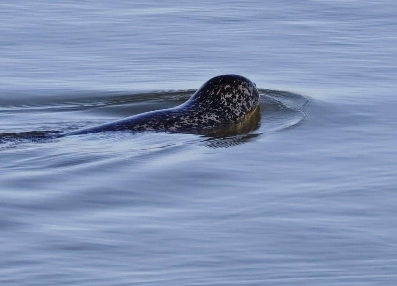 Mehrmals in Freiheit gesehen.