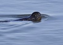 Mehrmals in Freiheit gesehen.