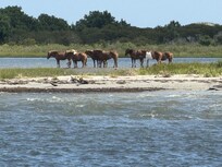 Wild Horses
