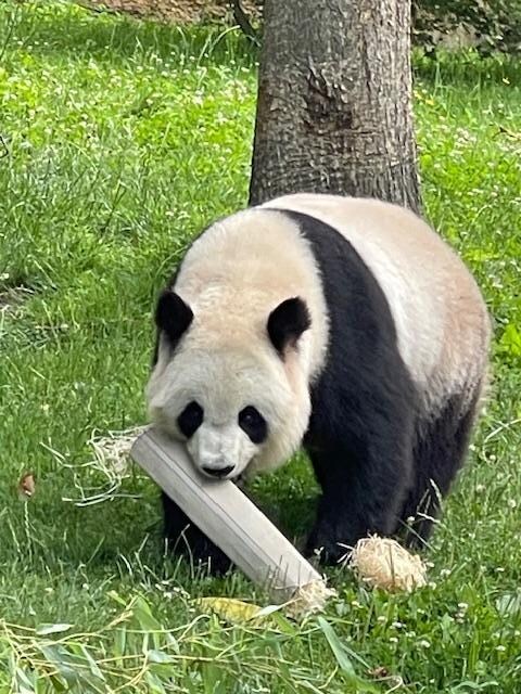 Panda très occupé par les bambous