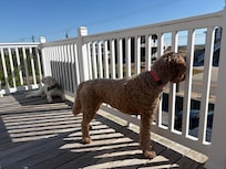 Mid level deck