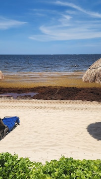 Seaweed
