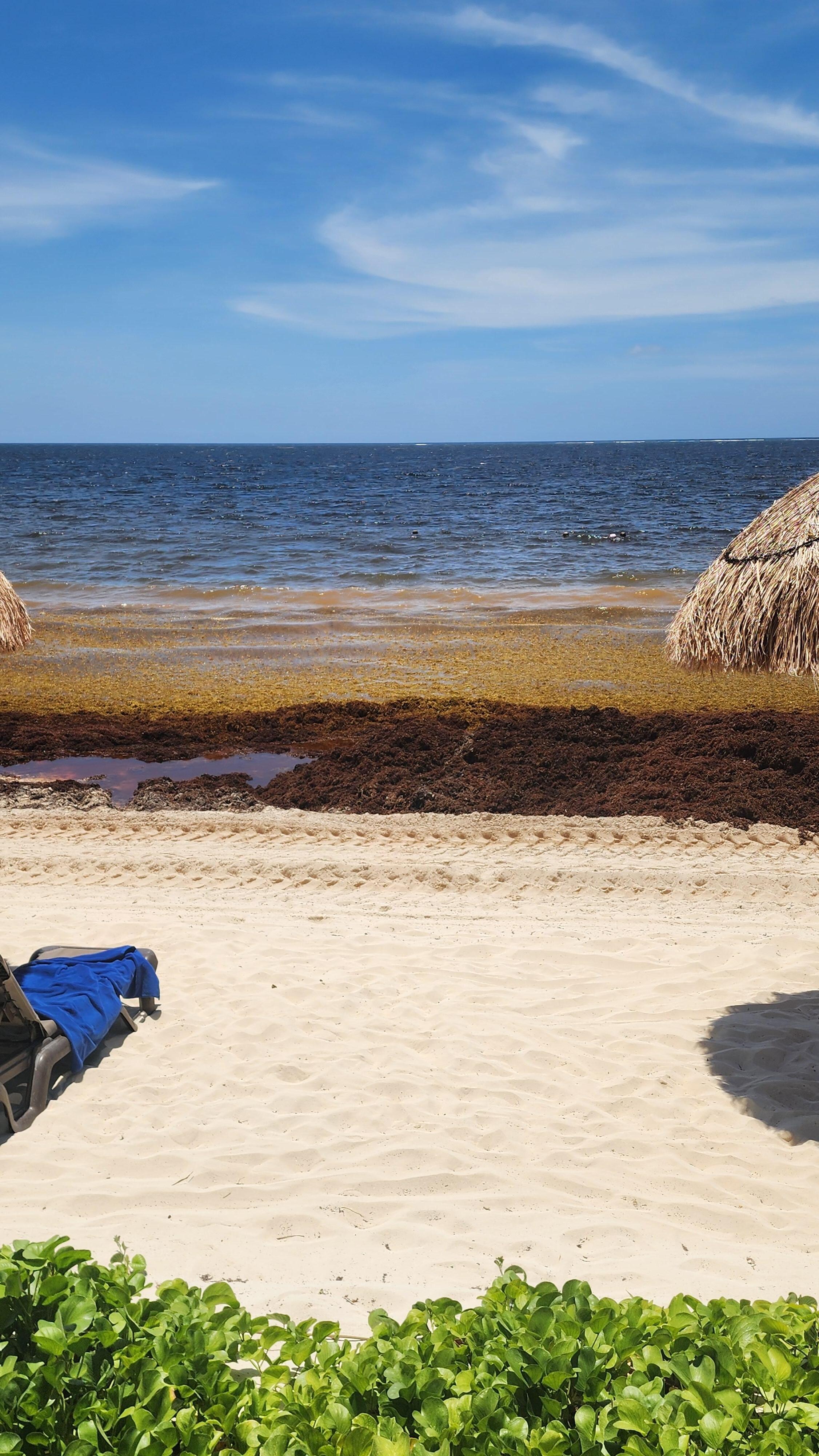 Seaweed