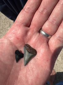 My daughters favorite activity was finding sharks teeth on the beach