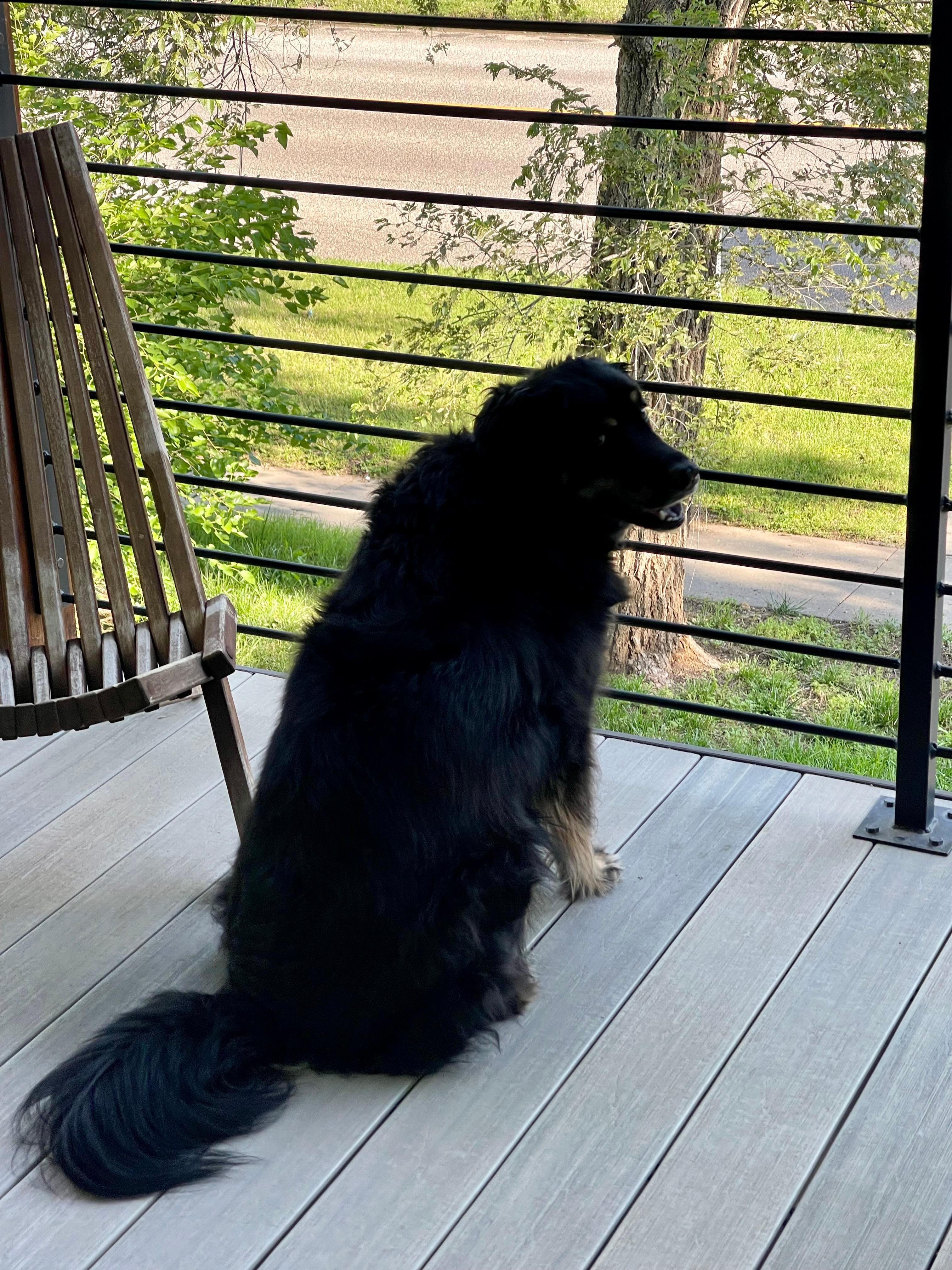 Our dog enjoying the upstairs deck. 