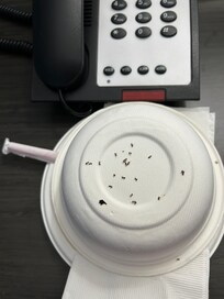 Ants on our hotel desk