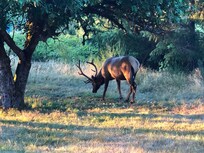 Elk eating apples just beyond our room!!