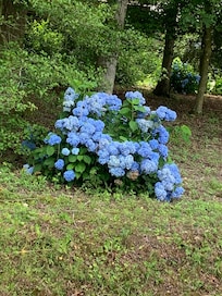 …just down the road, vivid hydrangeas!