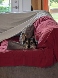 We cover furniture everywhere we go, because, husky