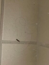 Black hair everywhere. I had to wash the sinks before we could use them.