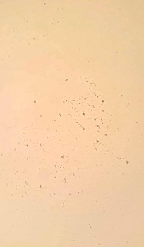 Dust on walls