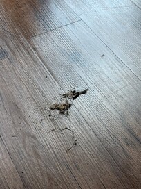 This was from the entry hall and living room. I’d already swept up more then this from the kitchen/dining area.