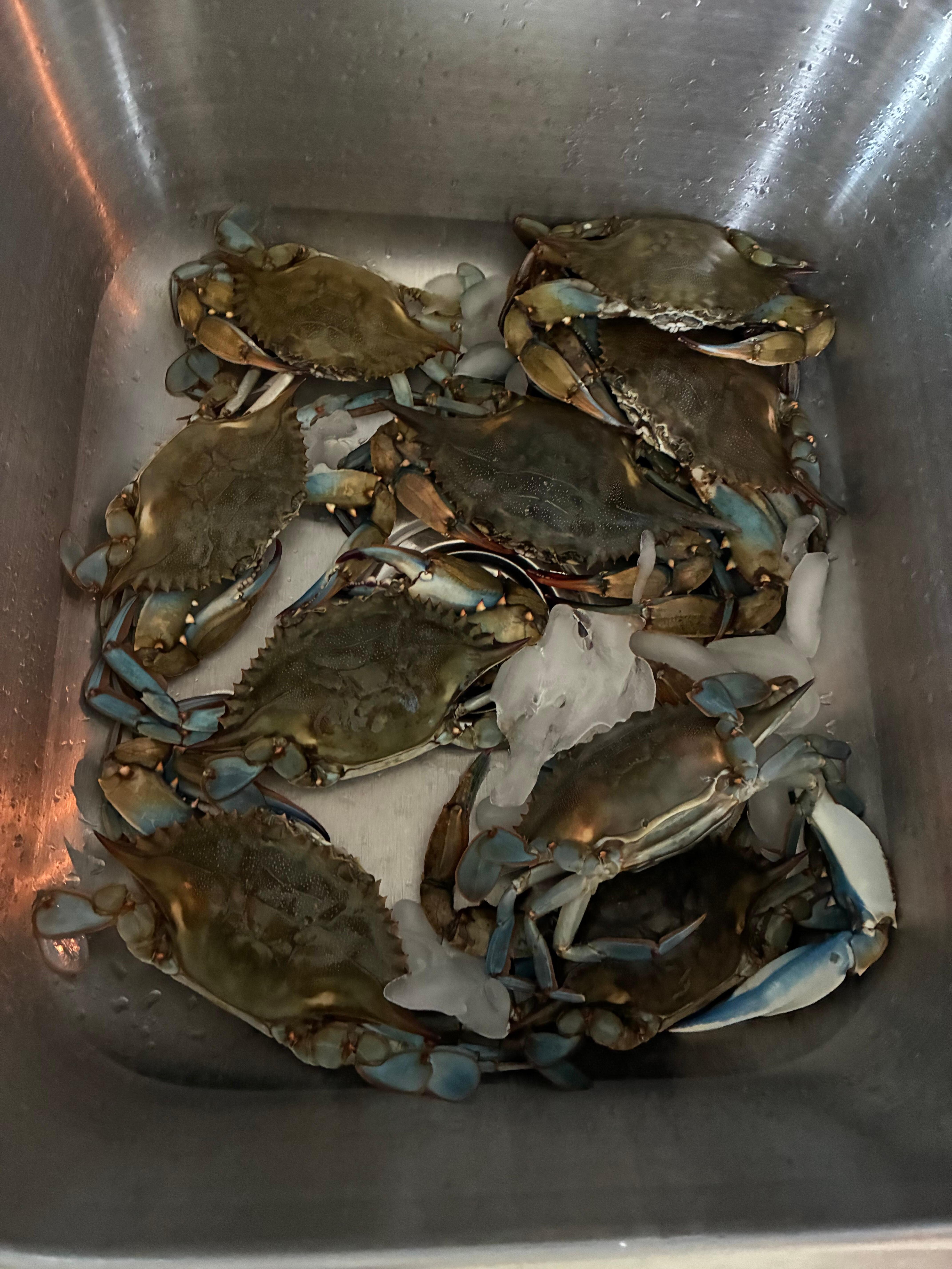 CRABS CAUGHT DAY 4