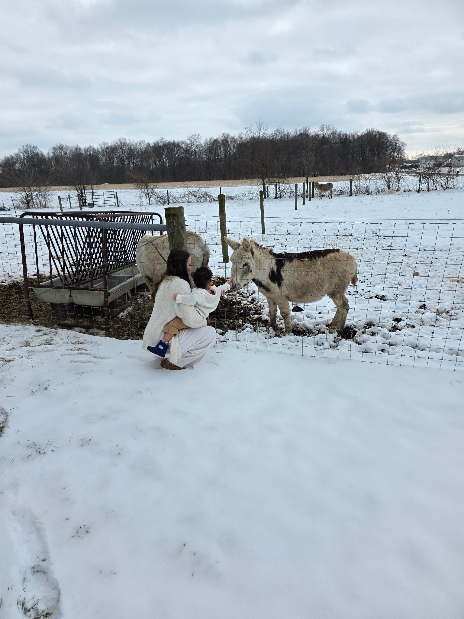 My grandson loved the donkeys. Every time we came and went he would waive. 