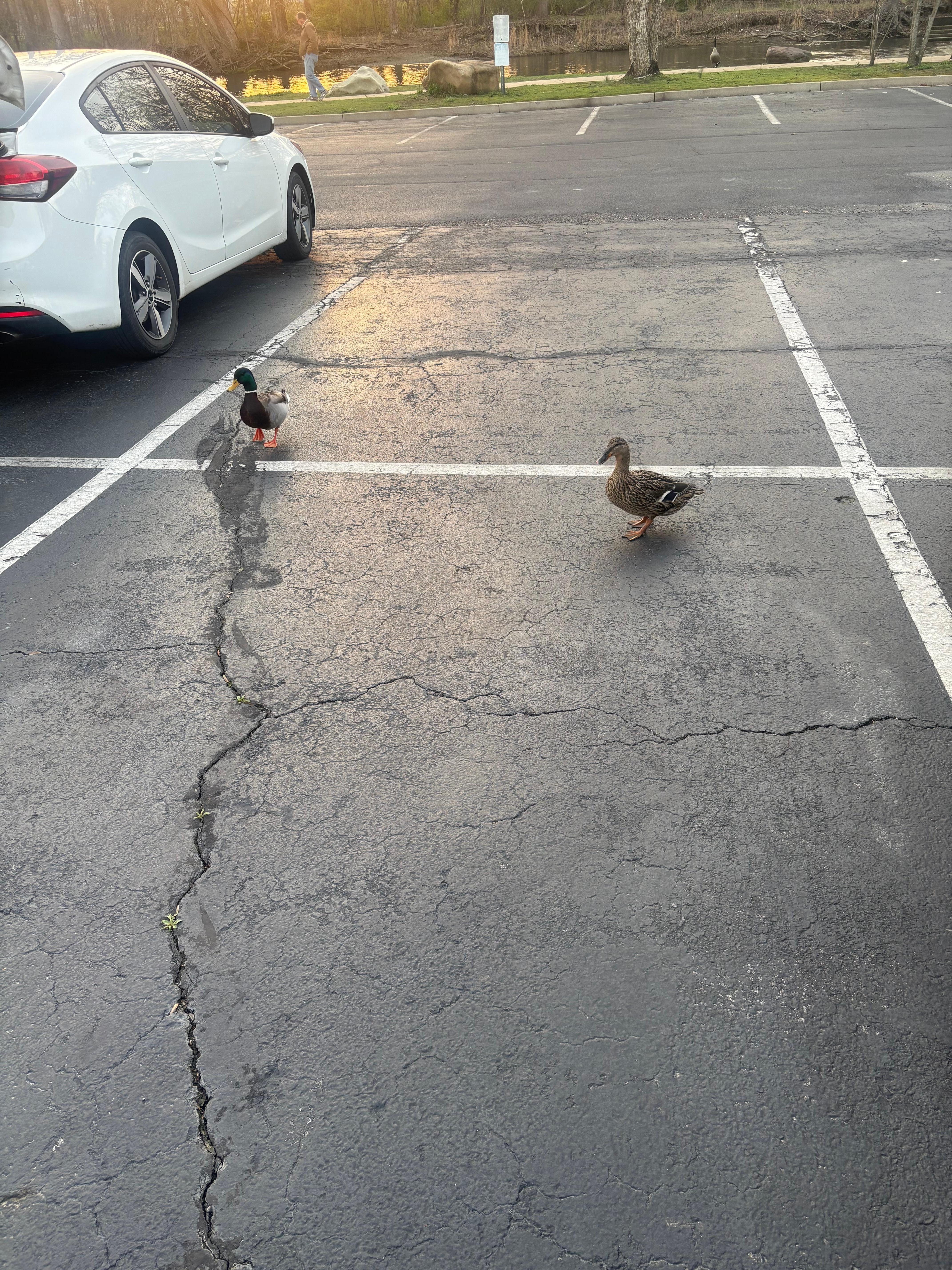 Ducks and geese will greet you. Have snacks ready.