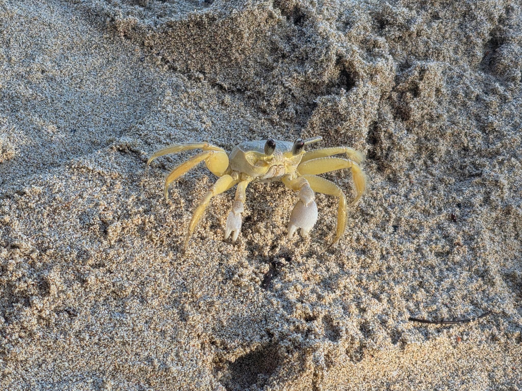 A beach friend