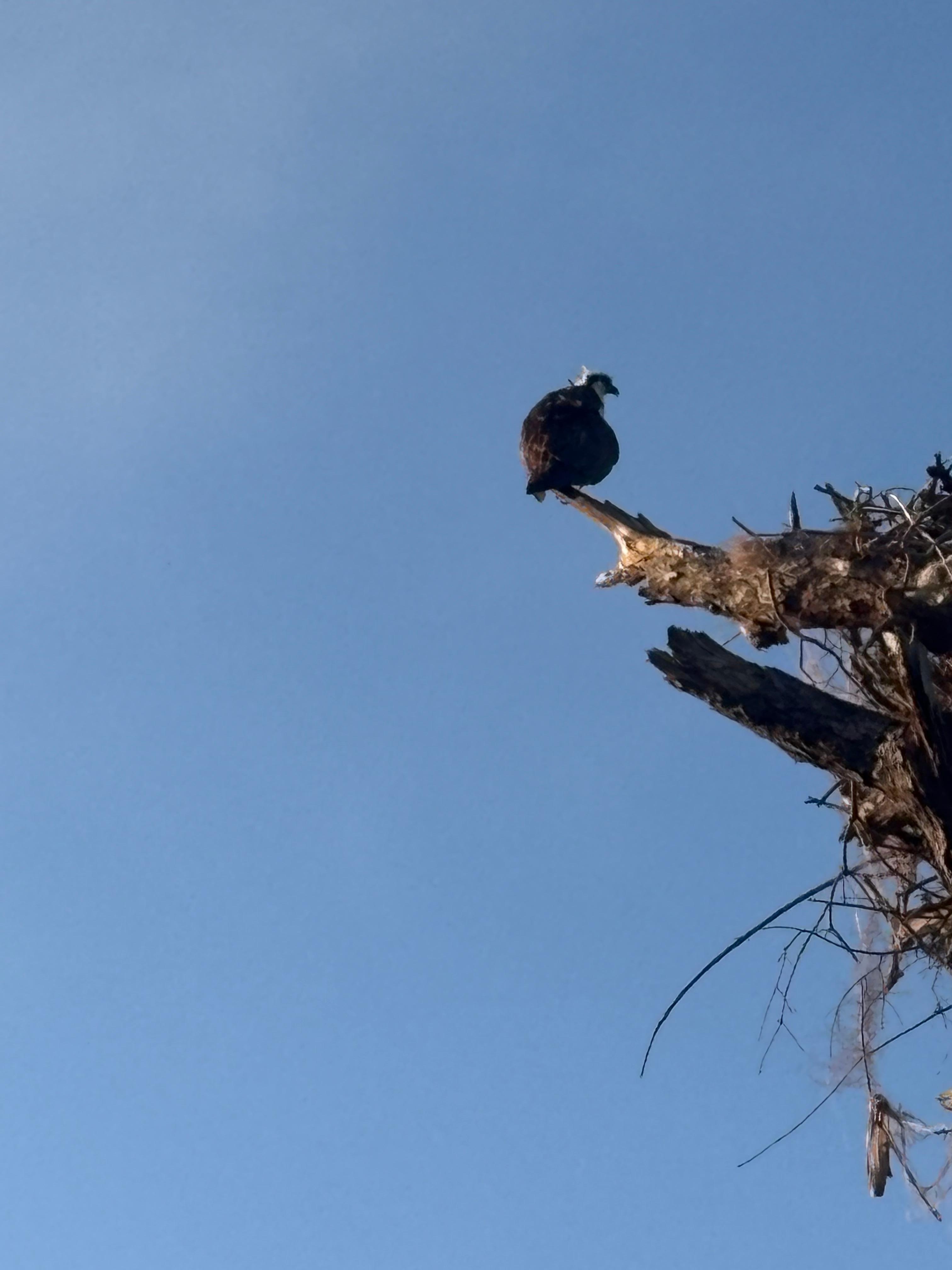Back of house Osprey nest
