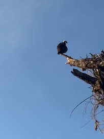 Back of house Osprey nest