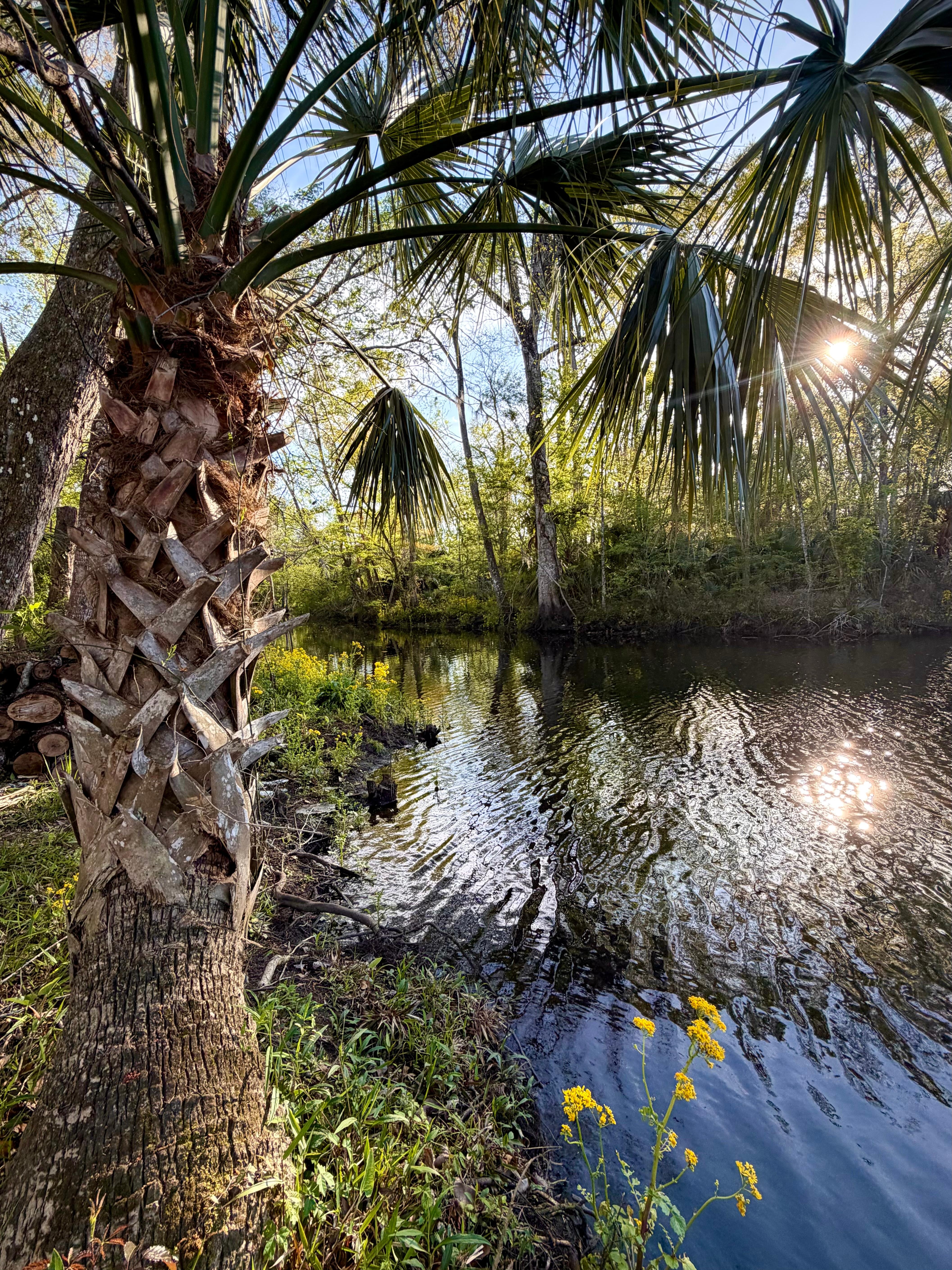 Around the bend on the Aucilla