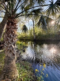 Around the bend on the Aucilla