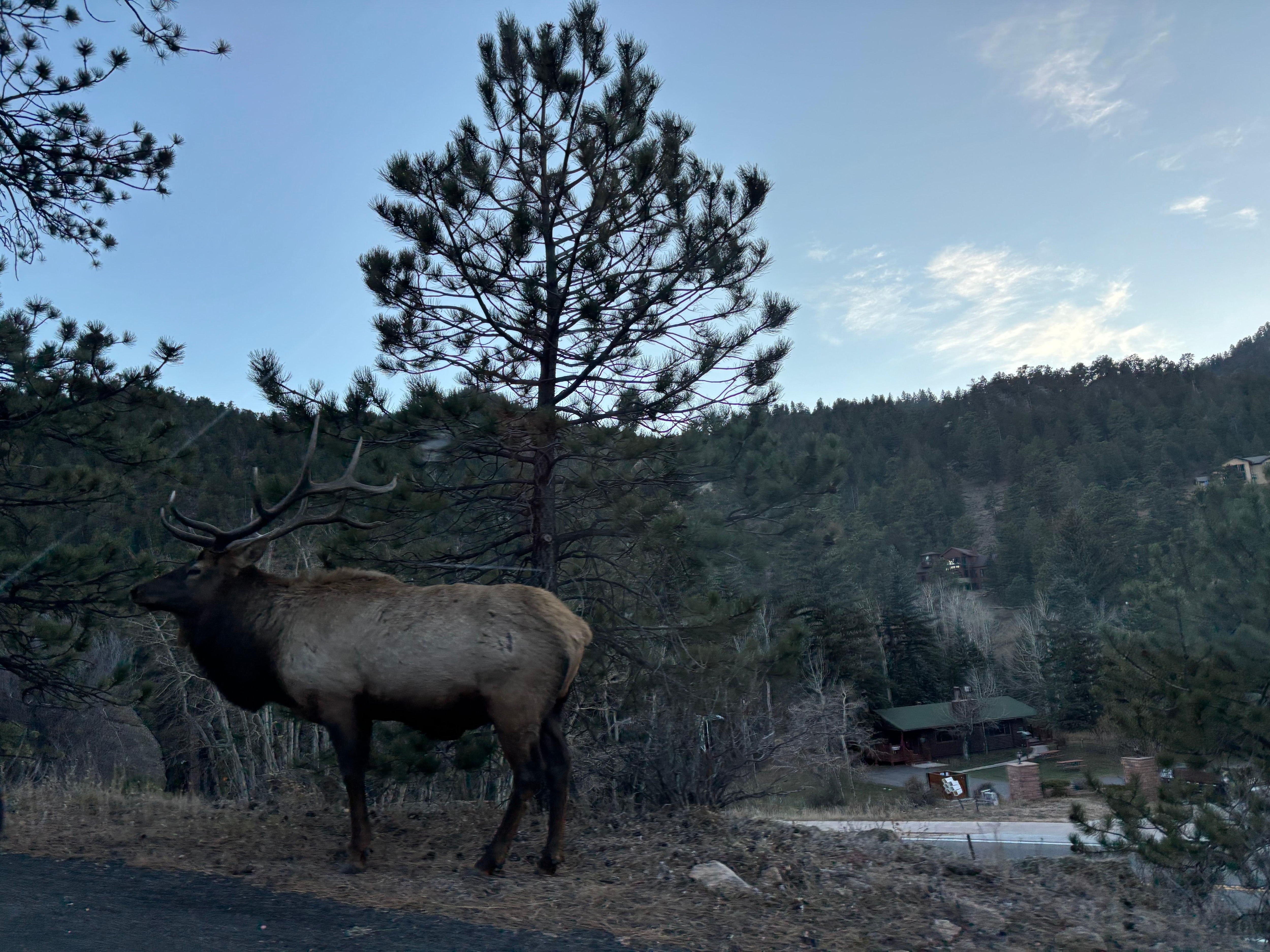An Elk walking by the house was exciting for everyone