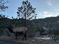 An Elk walking by the house was exciting for everyone