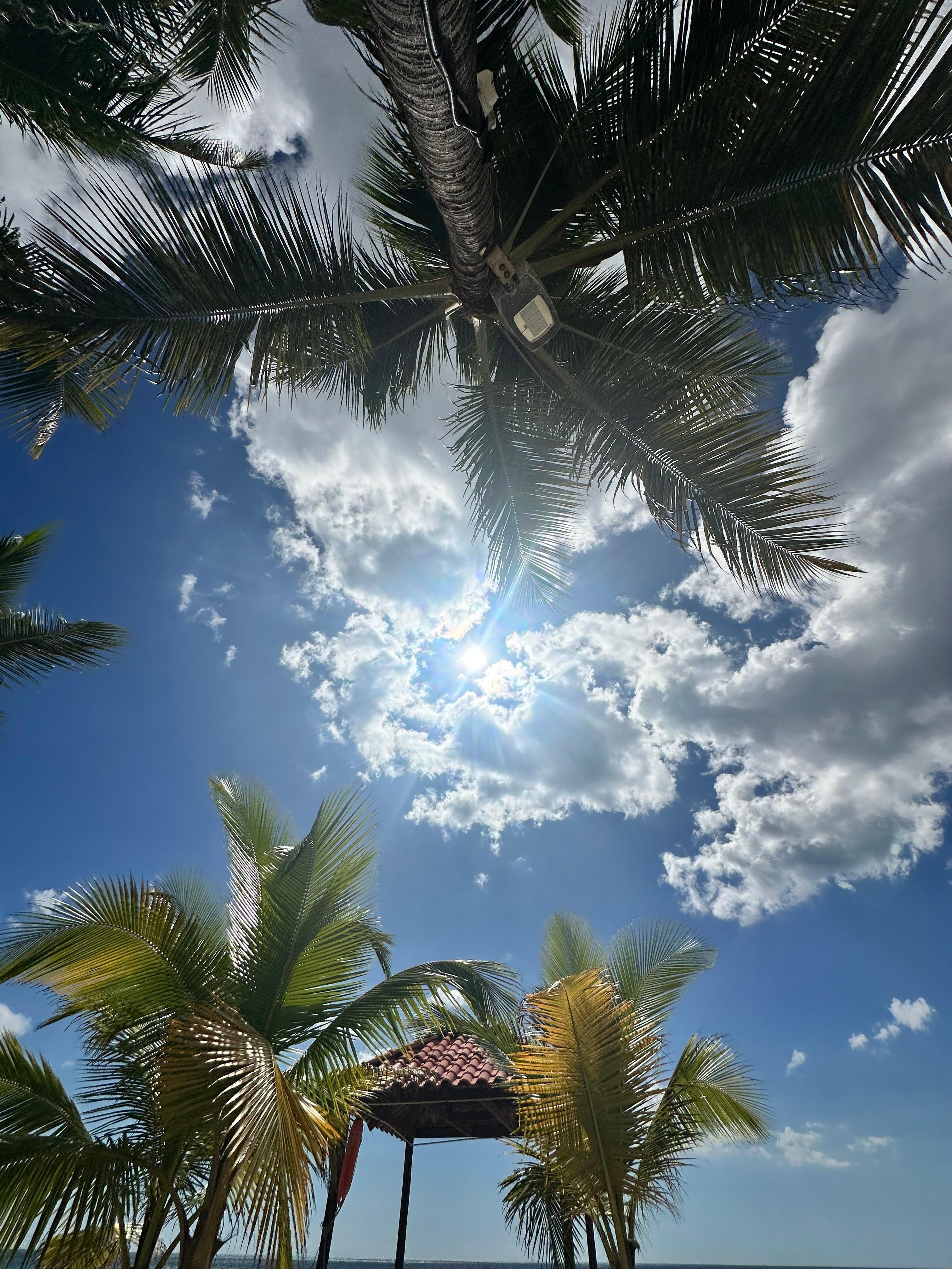Palm trees for shade too. 