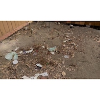 Filthy backyard