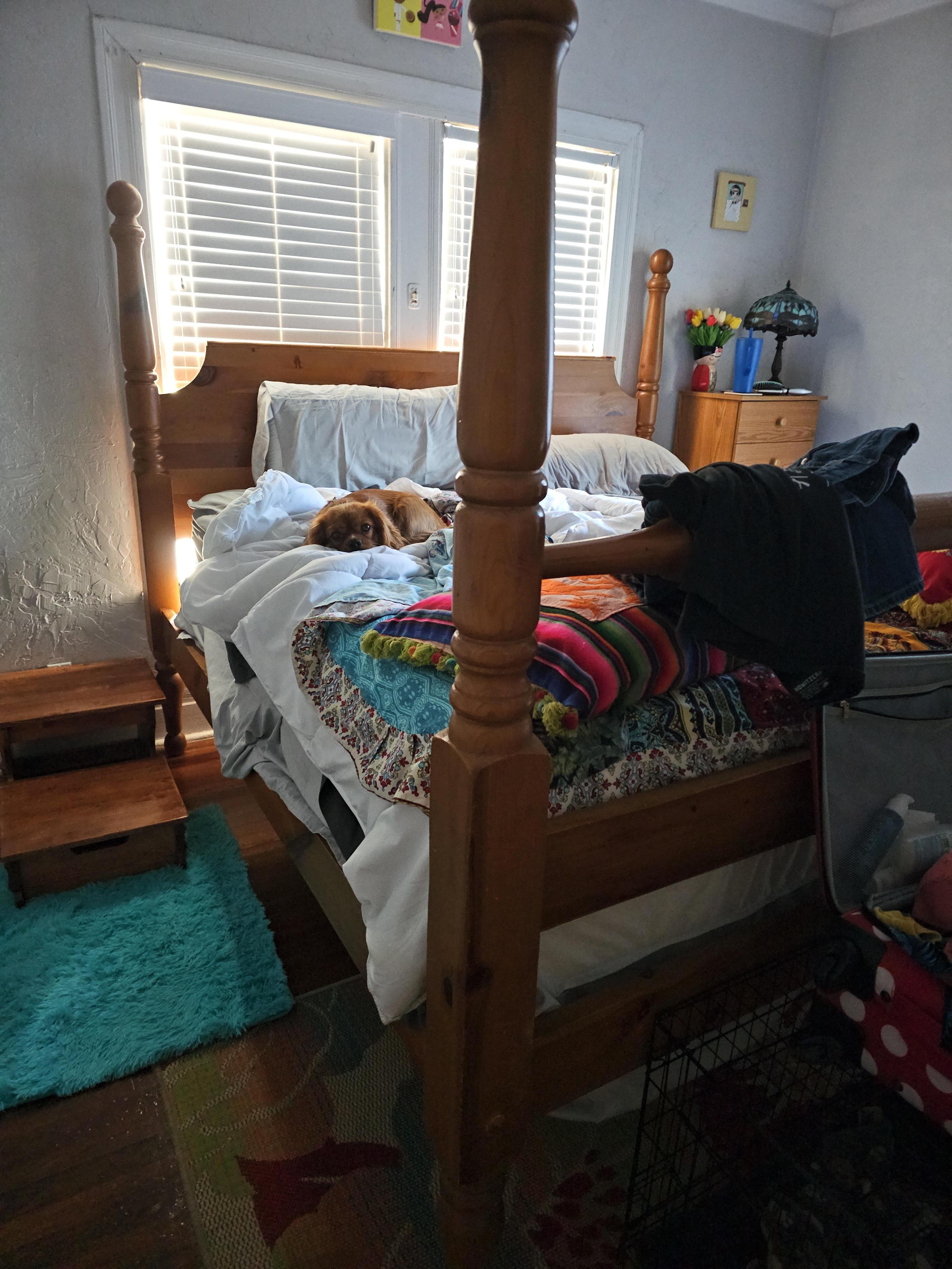 He was so proud he figured out how to use the steps to crawl onto the bed!
