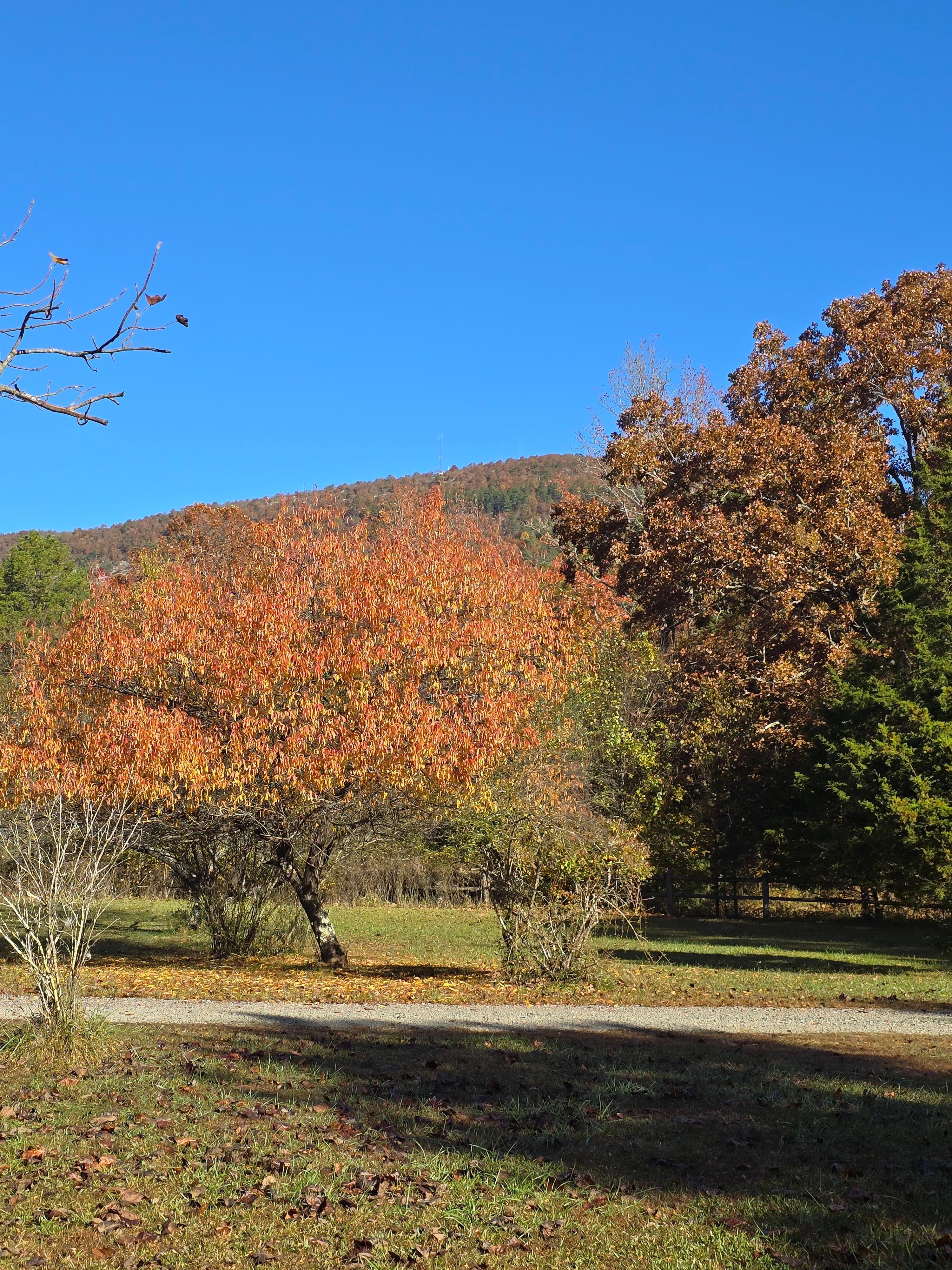 Beautiful view in front yard!