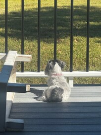Morning sun on the deck for our little girl.