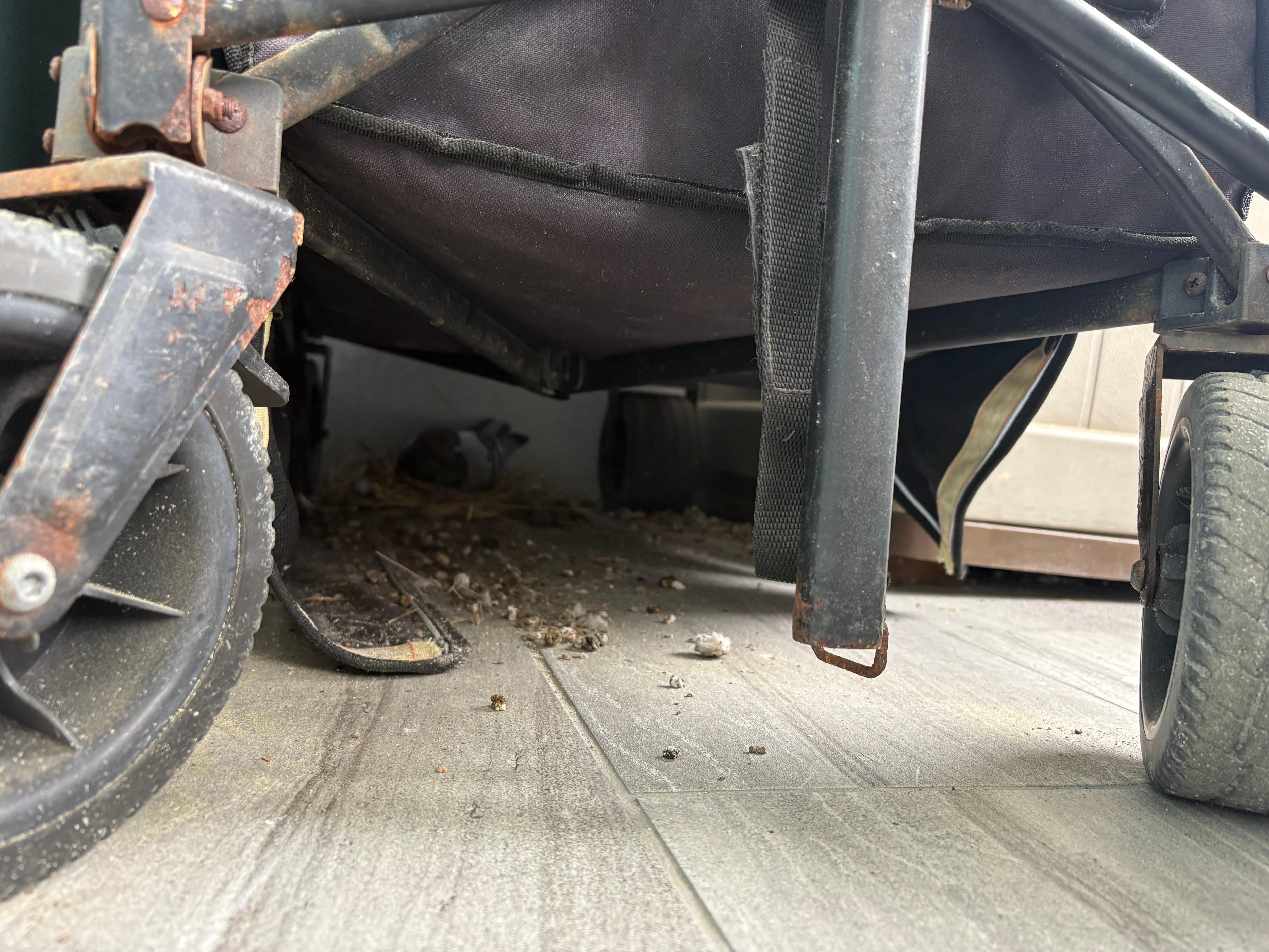 Unfortunate pigeon nesting experience. 