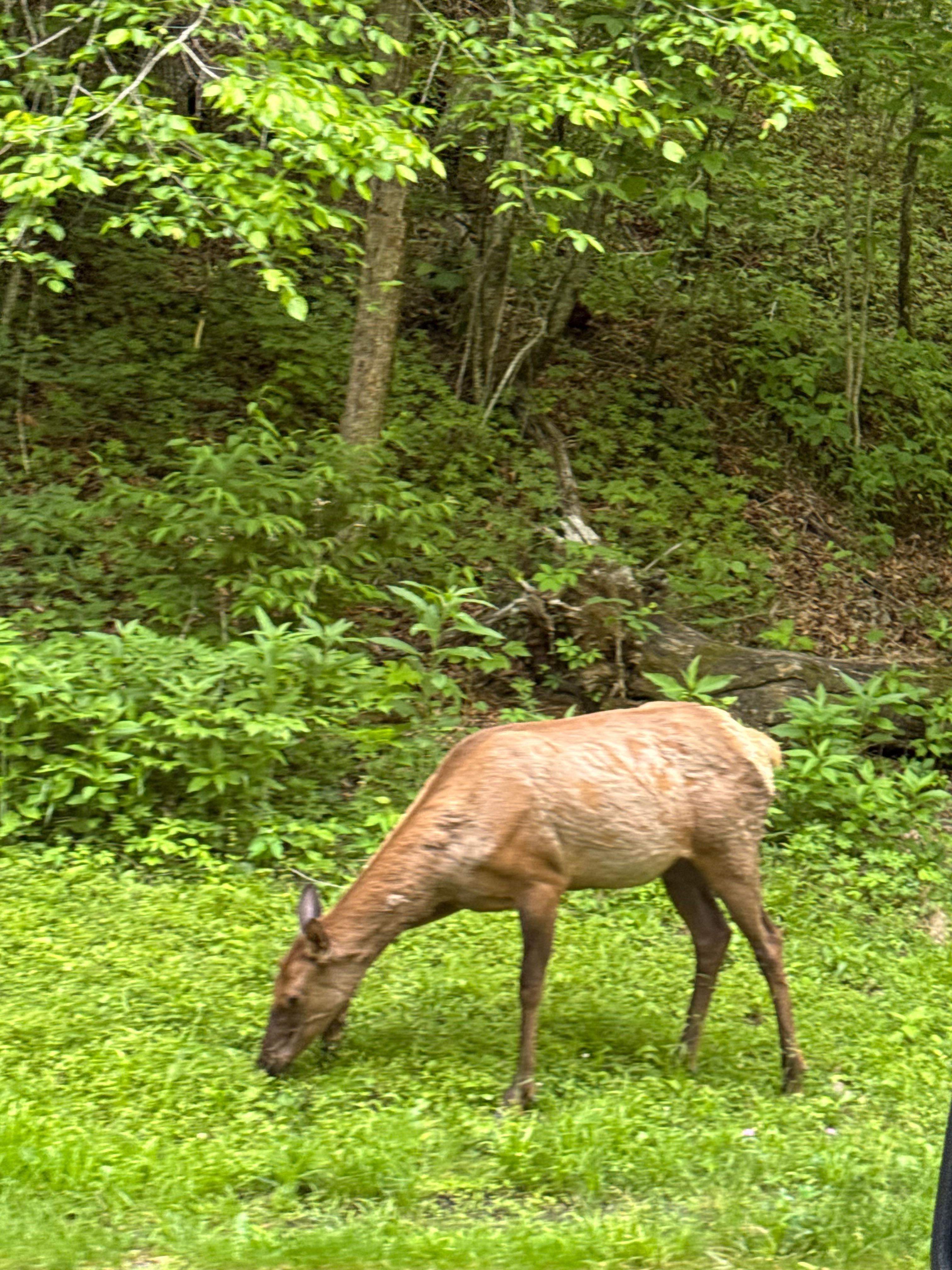 Take advantage of the beauty in the Great Smoky Mountains. 