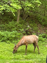 Take advantage of the beauty in the Great Smoky Mountains.