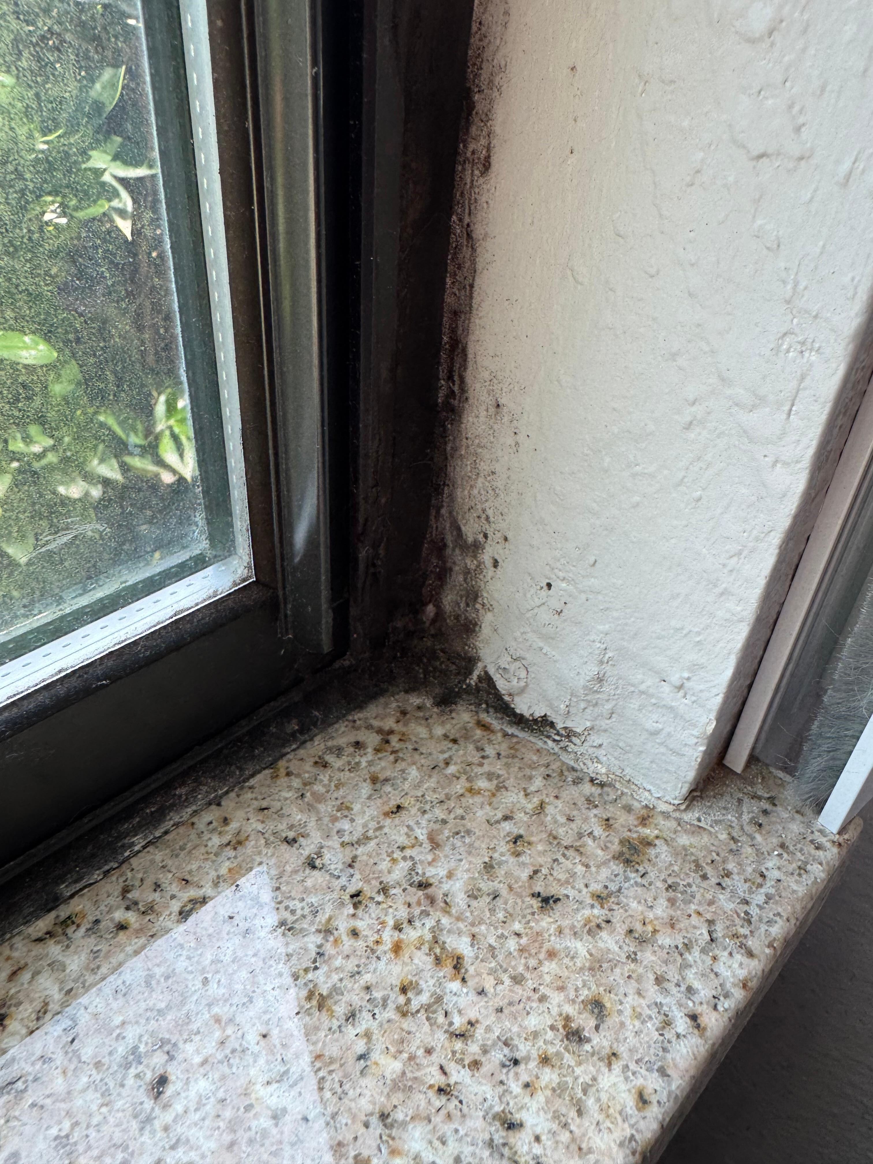 Another view of black mold on the window. 