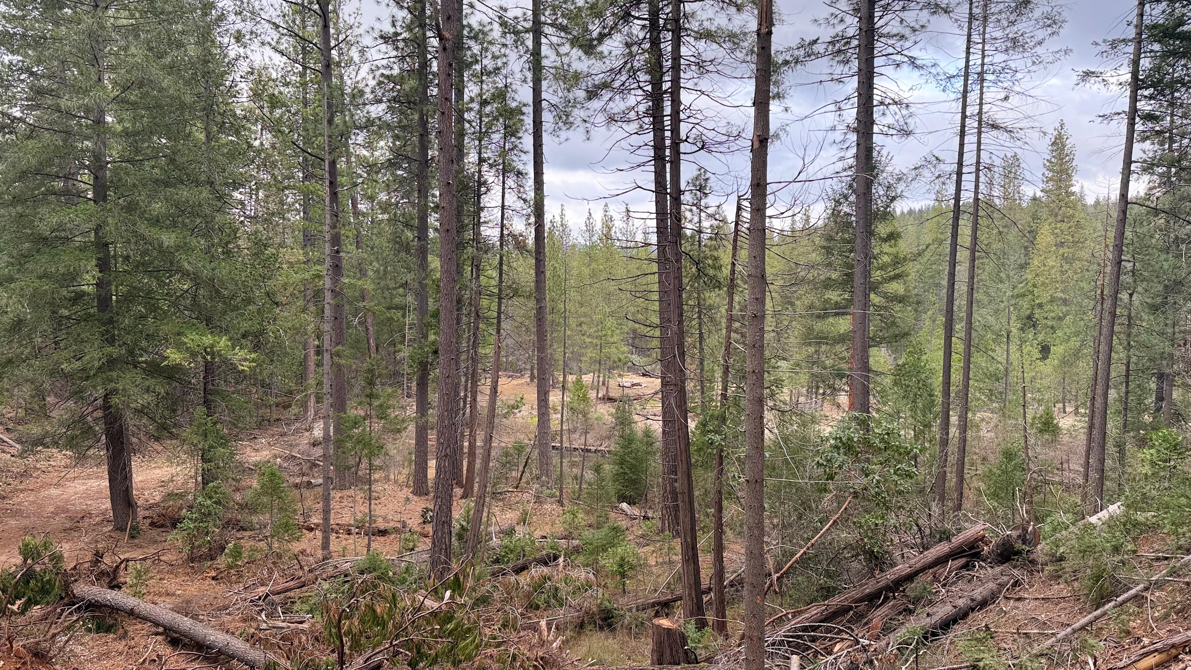 Exploring in the woods behind the cabin
