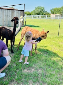 Make sure you book a time to feed the alpacas in your own front yard!
