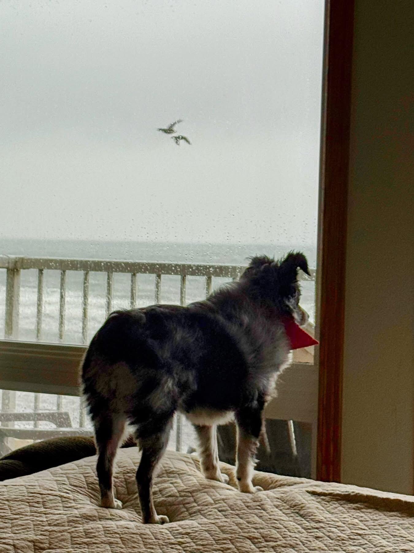 Our dog loved watching all the seagulls