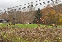 Elk herd along Rte 872