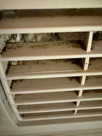 Black mold in the AC