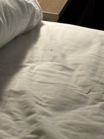 Bug on bed