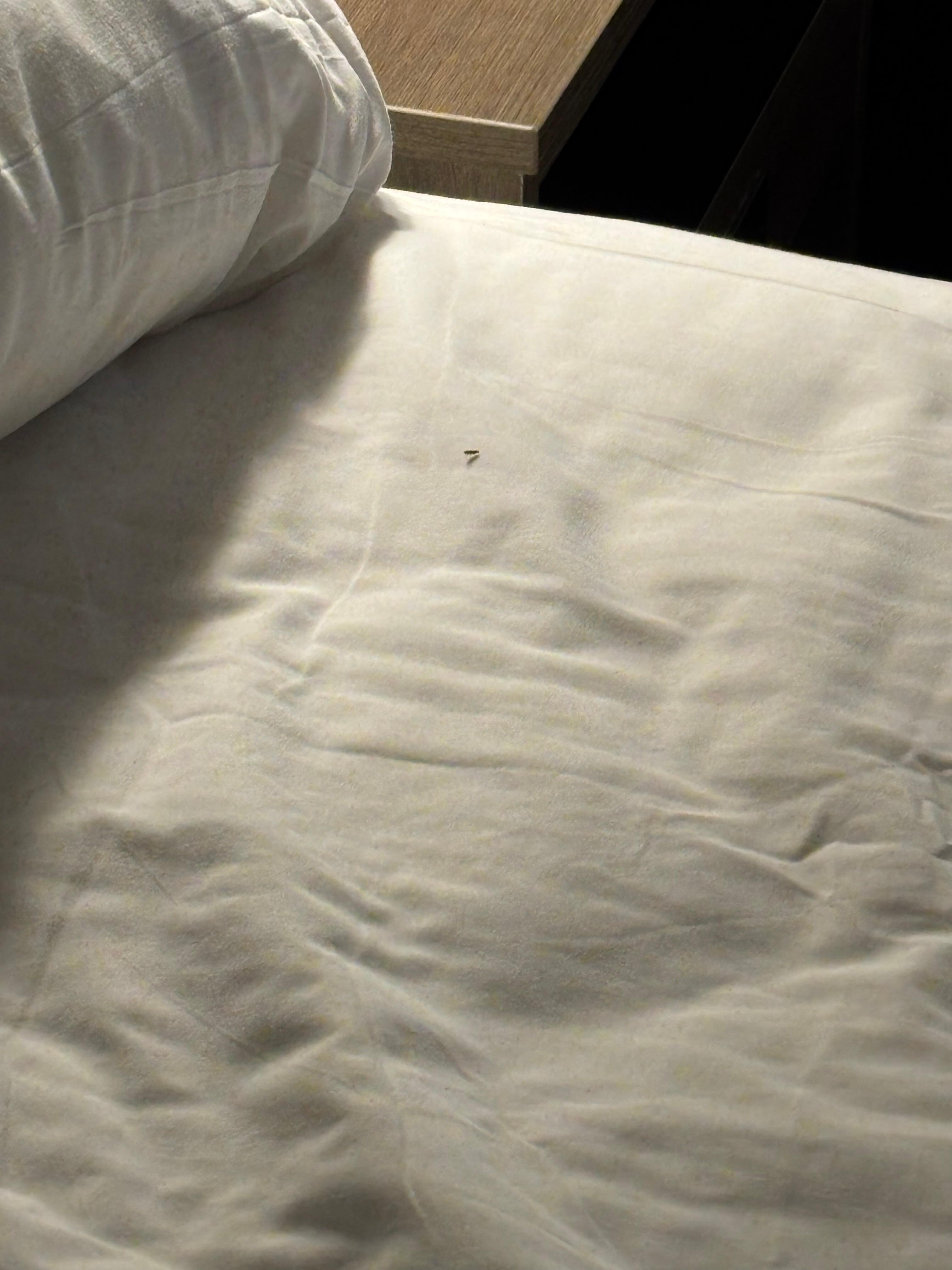 Bug on bed