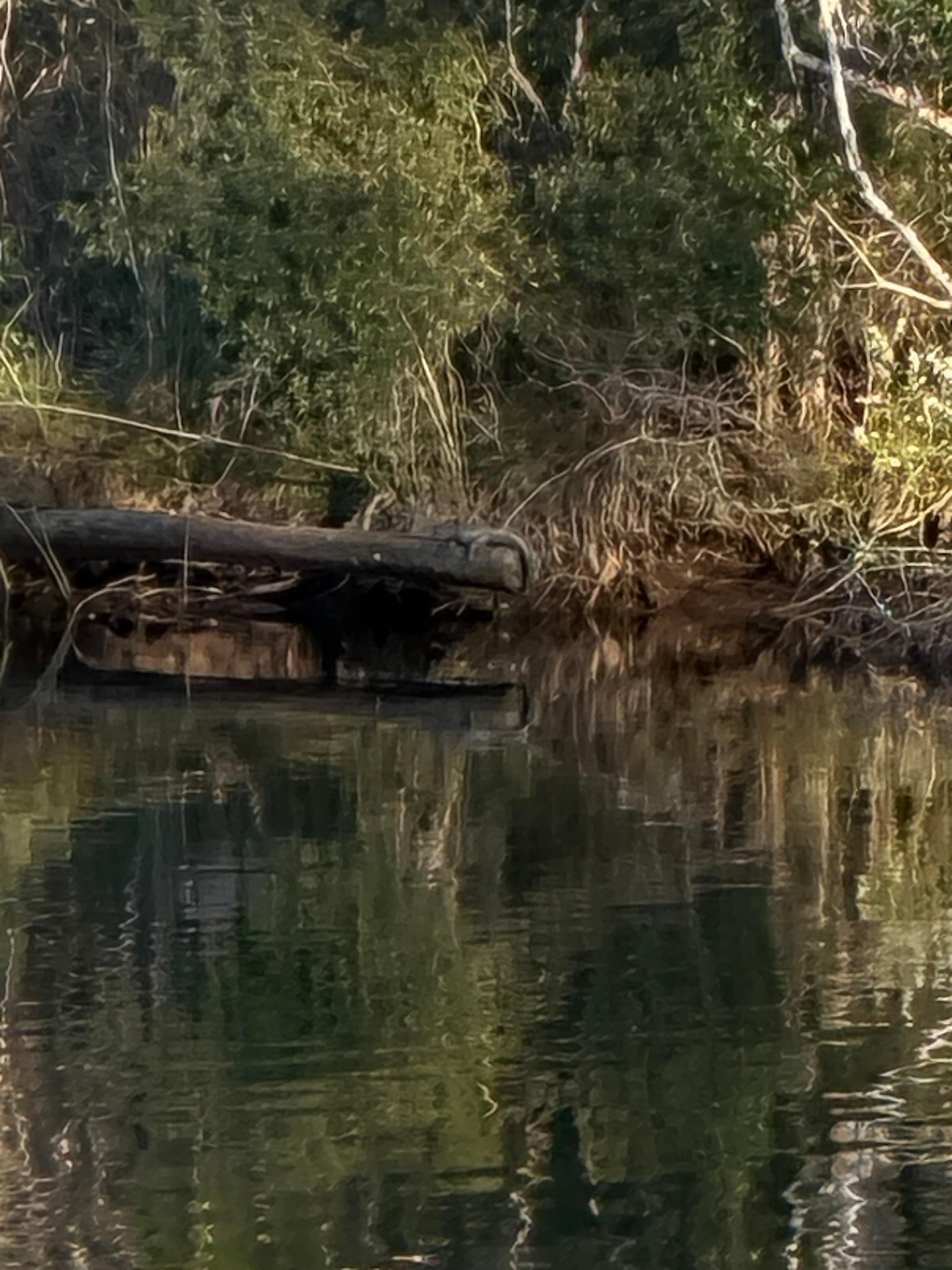Look close there is a gator on the down tree…
