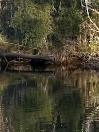 Look close there is a gator on the down tree…