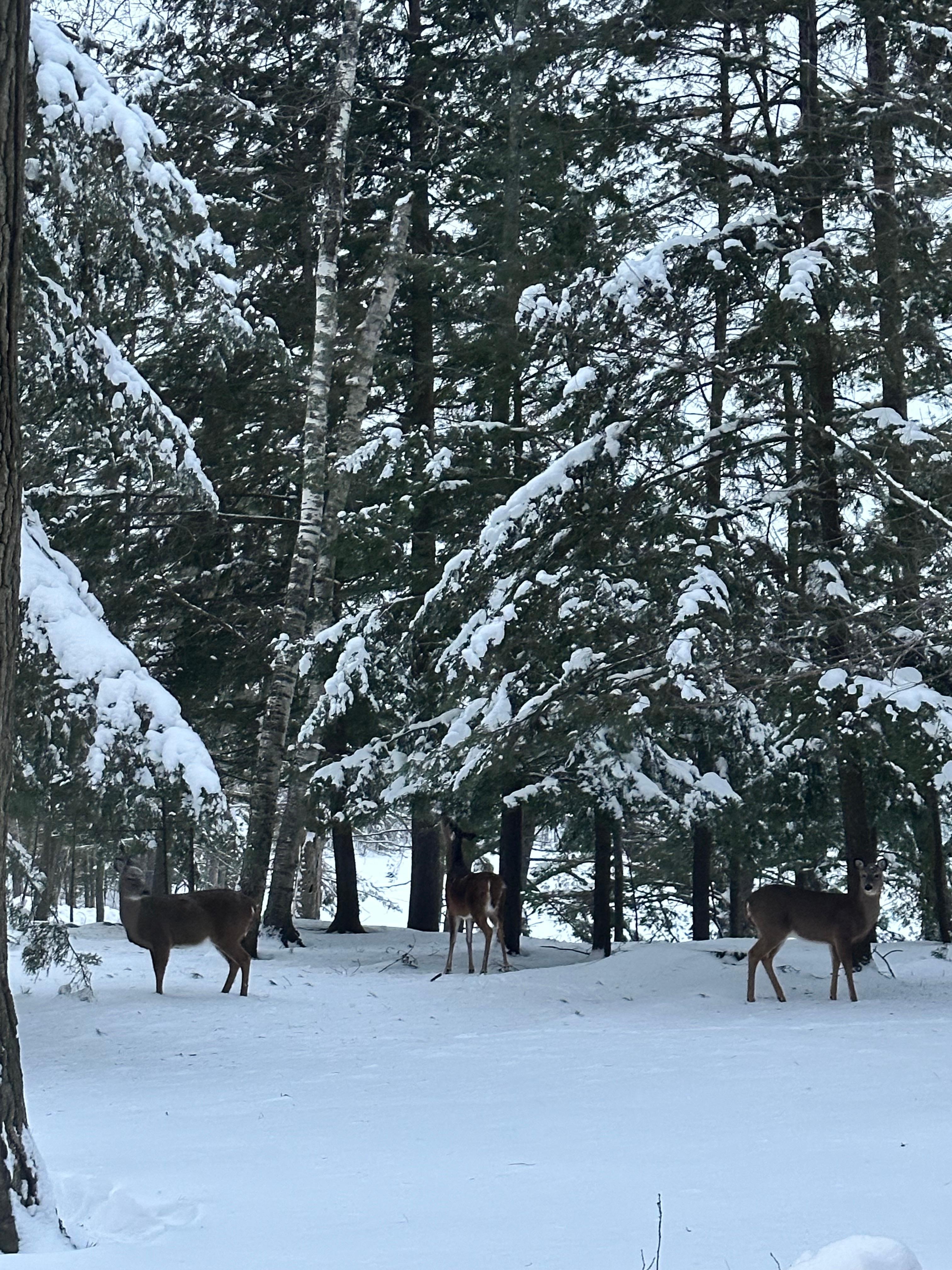 The lake home is a winter wonderland!!